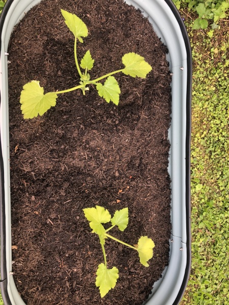 Courgette plants struggling