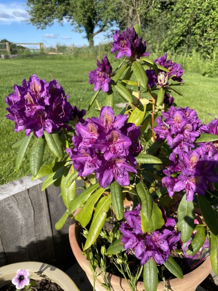 What are your current plant obsessions?