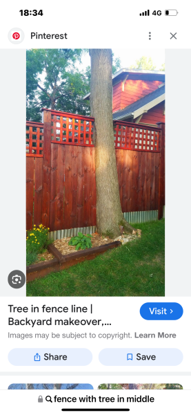Neighbours tree trunk crossing boundary