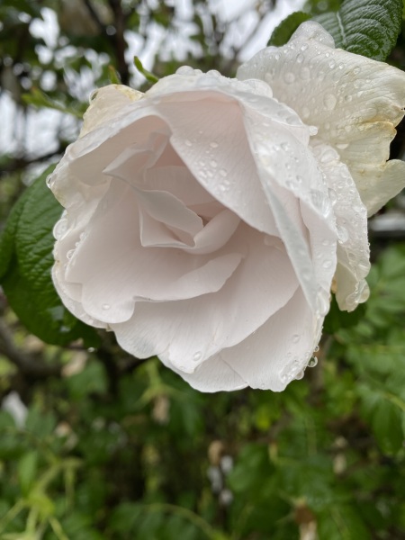 Come and tell me your dull and unexciting news 30: Calmly through the day