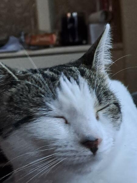 What words does your cat know?