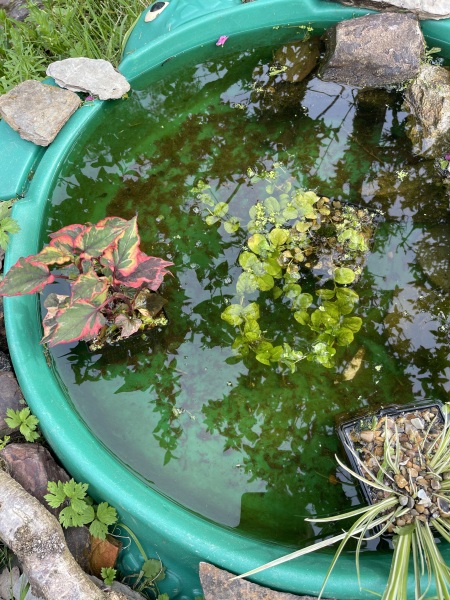 Pond ideas