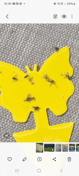So many flies in the garden