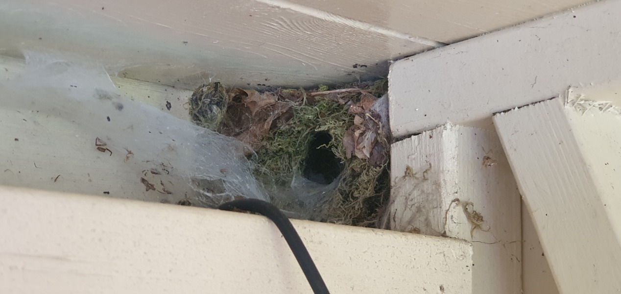 What creature has made this nest?