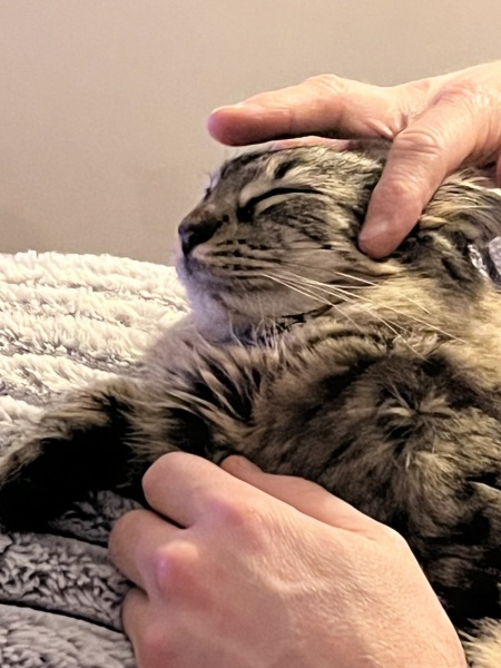 Cat being spayed - what to expect