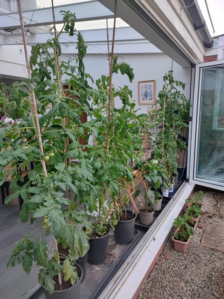 The Vegetable Patch 2024/2025