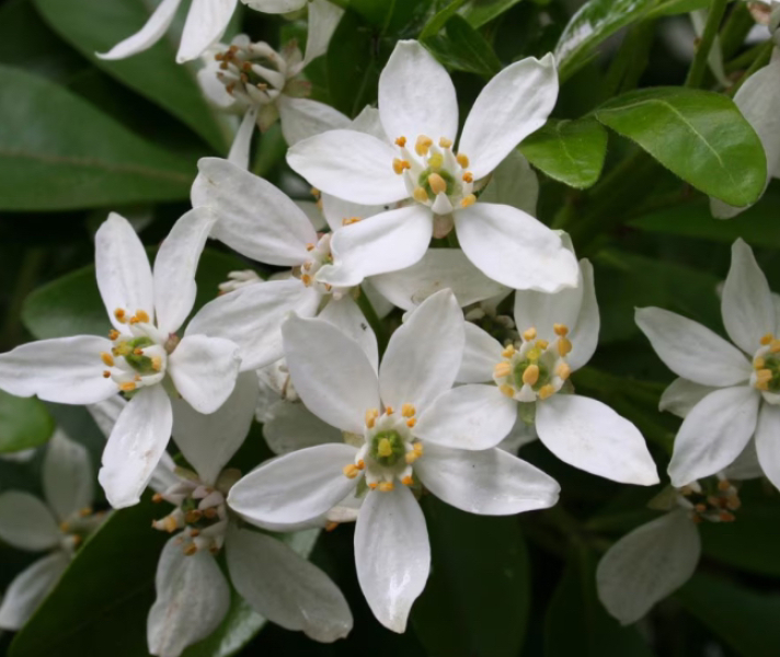 Shrubs to hide ugly clematis stems