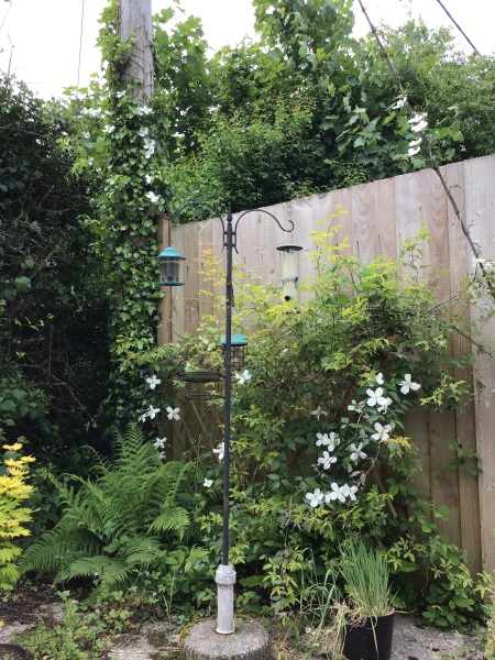 what am I doing wrong with Clematis?