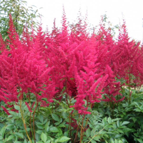 Spring has sprung...let's Countdown to Christmas 2024 (Thread 2)