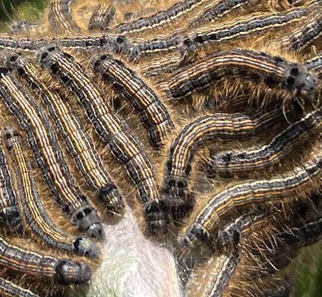 I’m a this friend or foe please? Caterpillar
