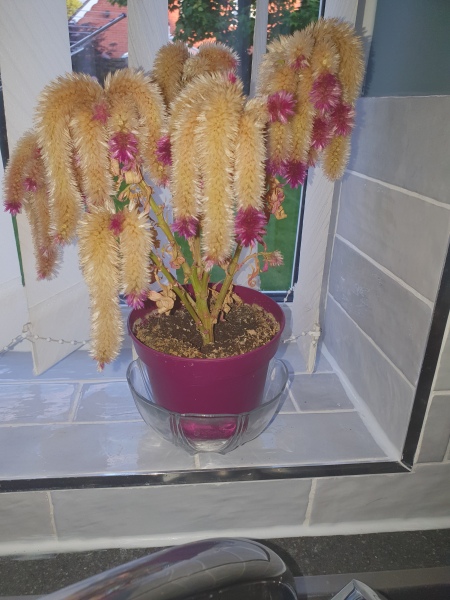 I call this plant Brewers Droop for obvious reasons!! Please tell me what it is. Ps Hilariously,  the pic has been labelled as 'Sensitive Content'!!!🤣 ... it is a pic of a plant, I promise....it shouldn't upset you too much