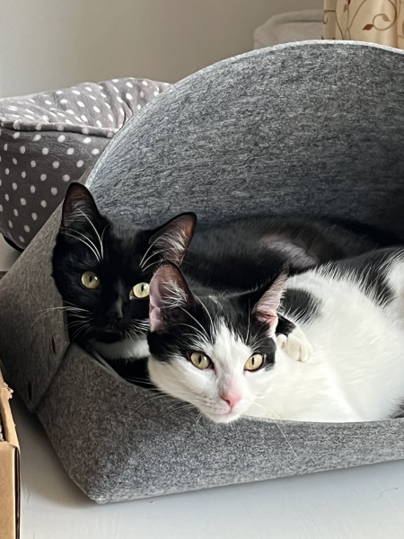 Anyone have more than one female cat?