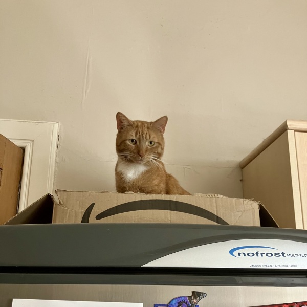 Persuading cat to sleep elsewhere