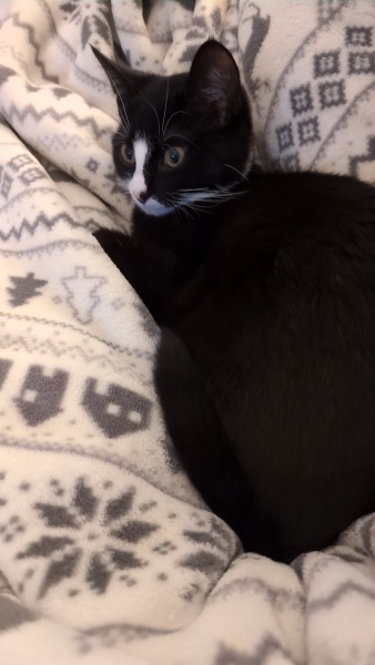 To believe that my cat is trying to tell me something bad?
