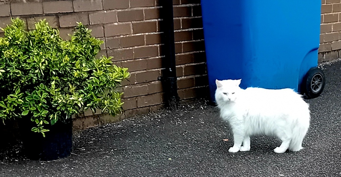 Machiavellian Misbehaviour- the Excellent Cats Deny Everything