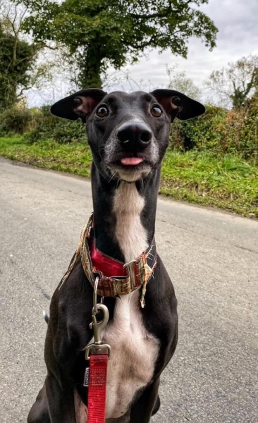 Training crafty dog to not bark - think it’s backfired.