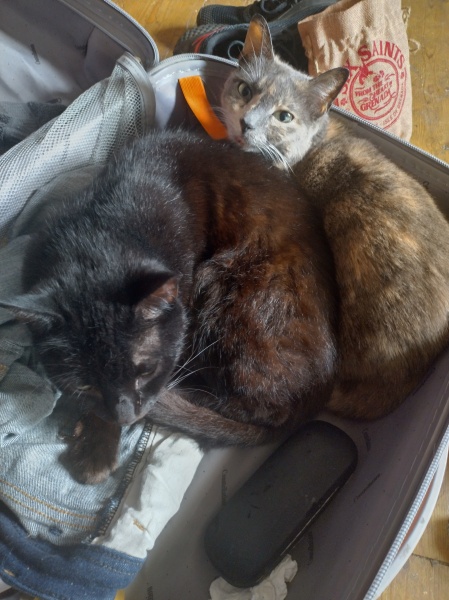 Machiavellian Misbehaviour- the Excellent Cats Deny Everything