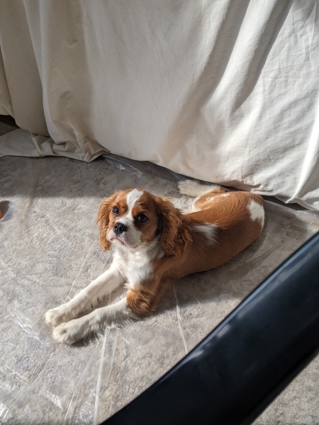 Puppy Survival Thread for New and Old Pups - Spring is around the corner!