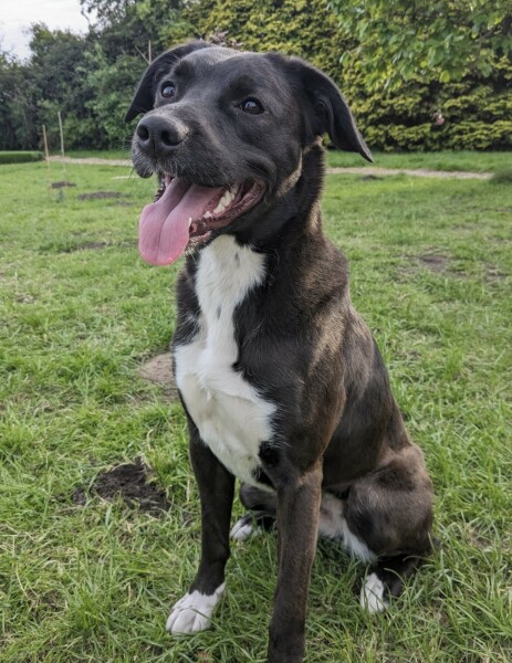 For weeks we have searched rescue centres for a youngish family dog. We've tried RSPCA, Battersea, Dogs Trust, Many Tears, Bordercollie Trust, Collie rescue, local rescues, much less local ones