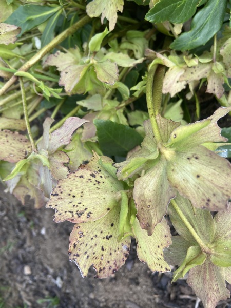 Hellebore spots?!