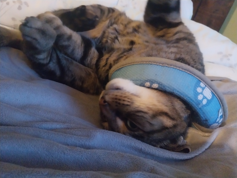 Thread 45 Sunak; Remove one letter and tell his future"