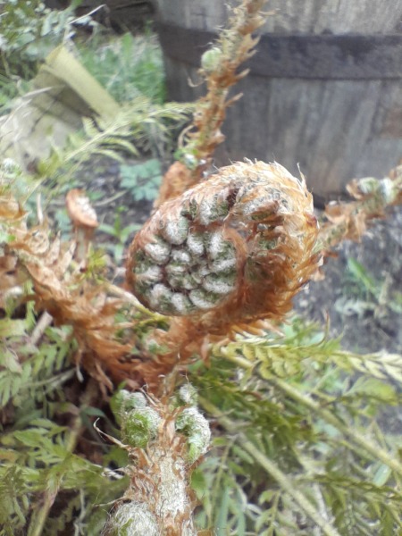 What have you done in the garden today Part 4 Spring 2024.