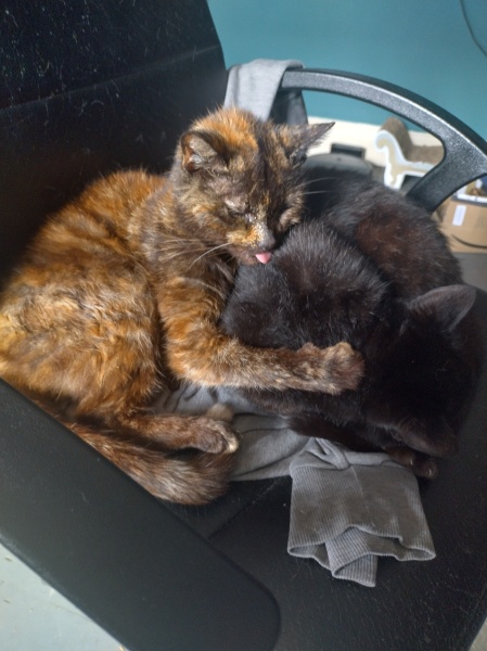 Machiavellian Misbehaviour- the Excellent Cats Deny Everything