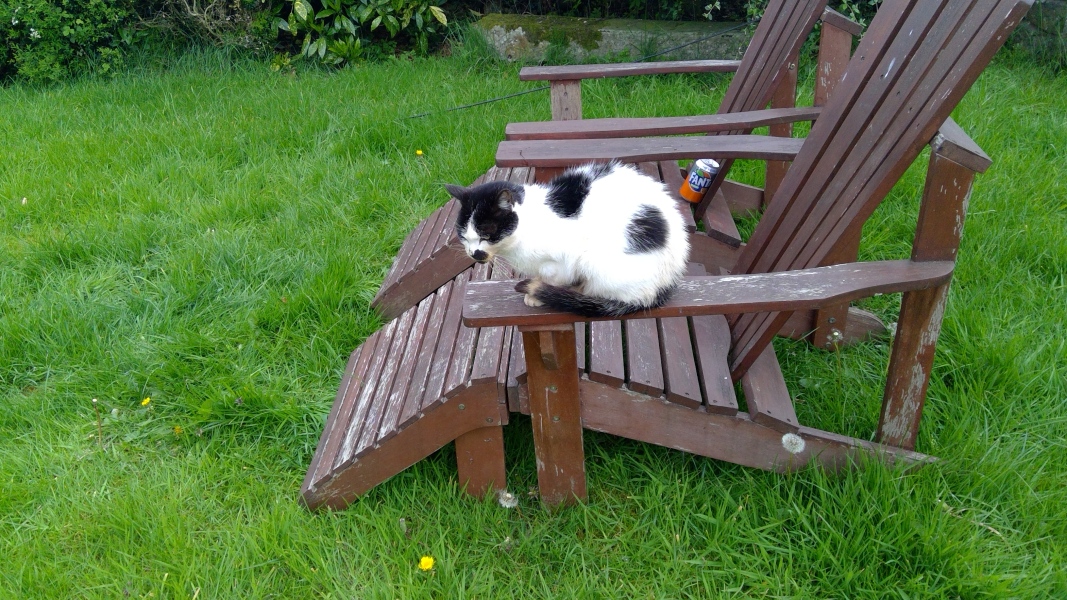Stray cat upsetting everything