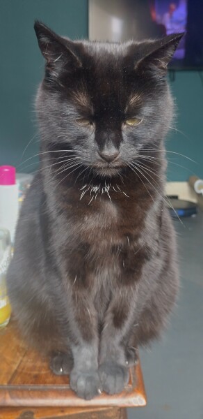Machiavellian Misbehaviour- the Excellent Cats Deny Everything