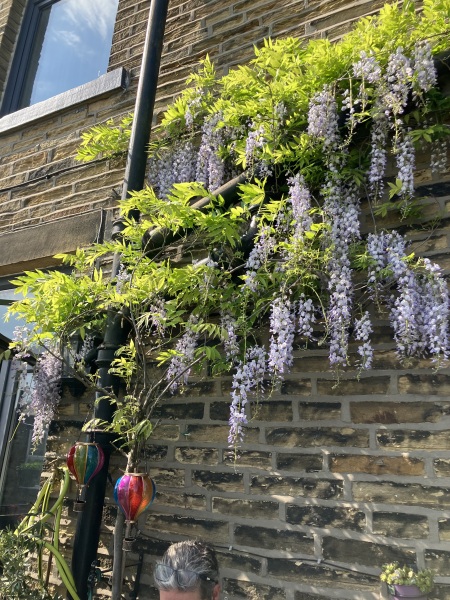What are your current plant obsessions?