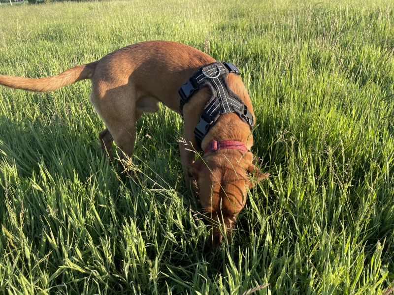 Spring has sprung...let's Countdown to Christmas 2024 (Thread 2)