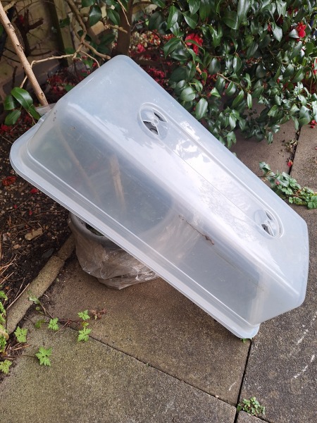 When to uncover rose cuttings?