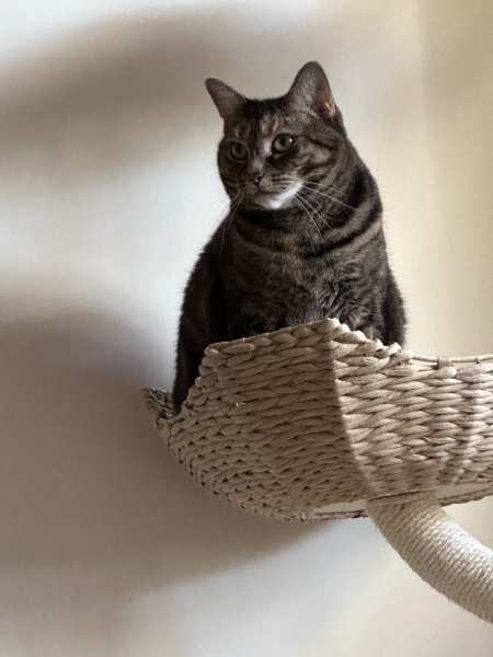 Cat with soft, thick undercoat
