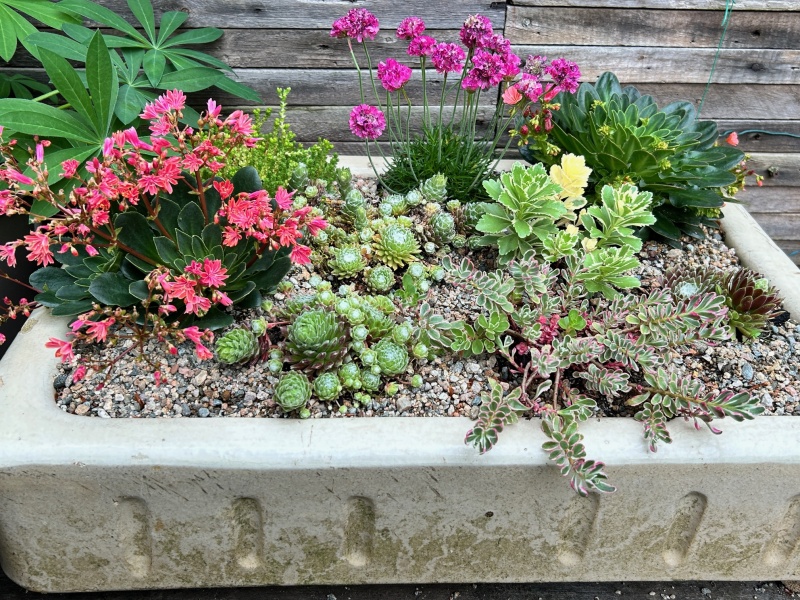 What's in flower in your garden right now?
