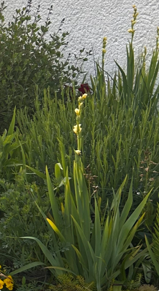 Plant ID