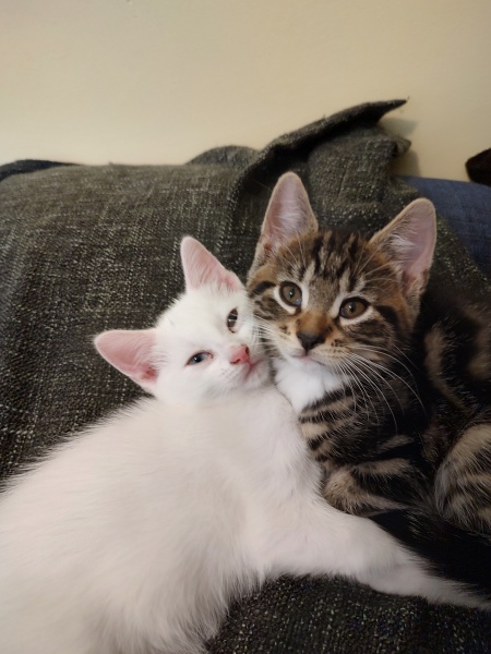 Wood pellets and the Pets at Home Lift and Sift tray...