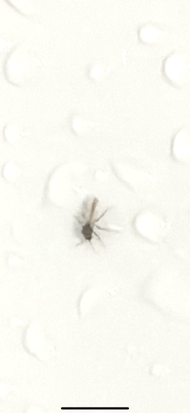 Anyone good at identifying insects?