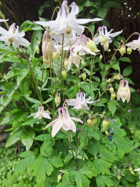 Thread 13 - TalkLair: “I say we take off and nuke the entire site from orbit. It's the only way to be sure.”