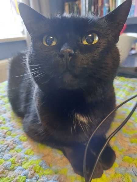 Thread 46 Sunak - don't rain on our parade