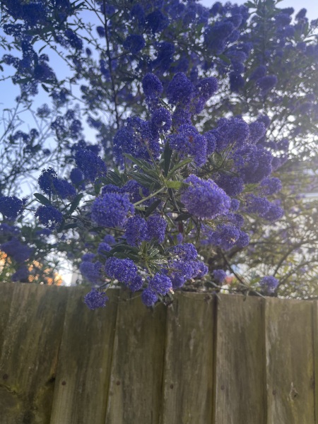 Can someone please tell me what this tree is please 🙏