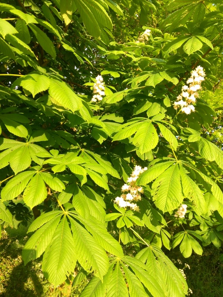 How do I kill a fuschia bush in an environmentally friendly way?
