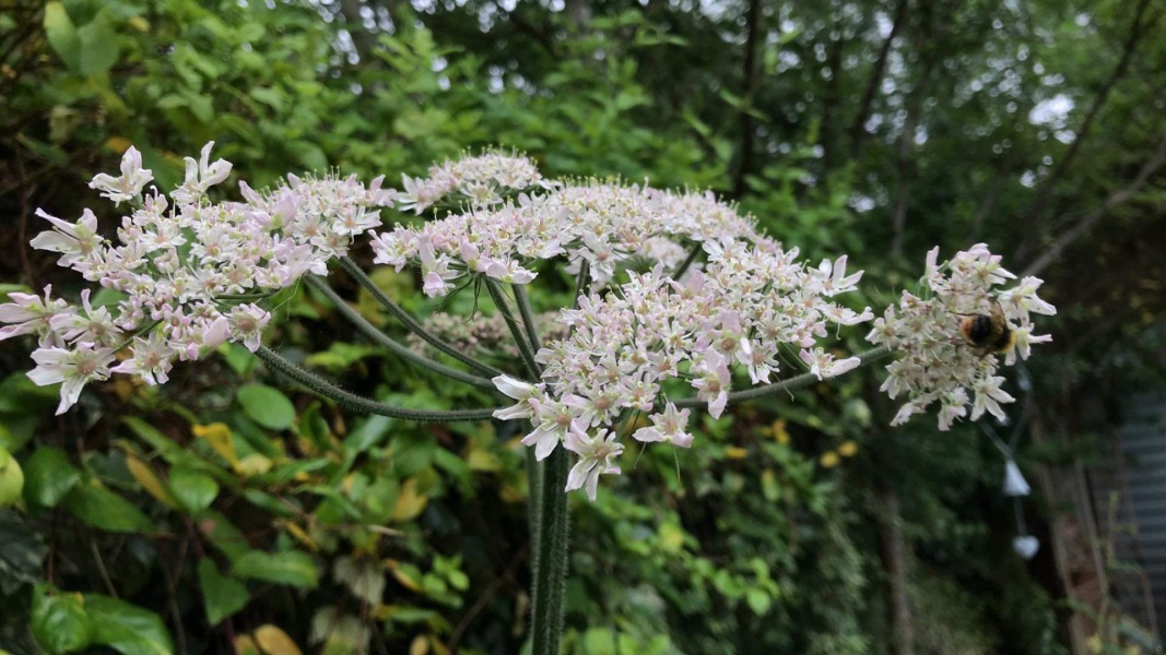 Please can you identify if this is giant hogweed?