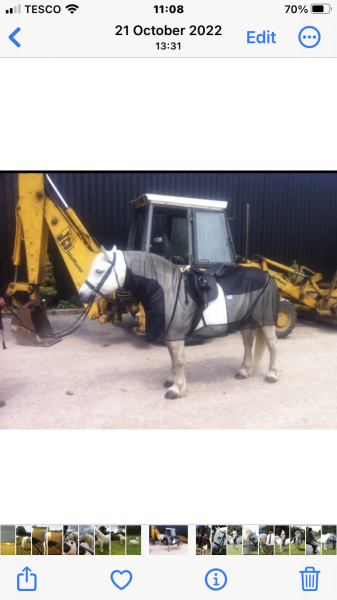 Any Highland Pony people on here?