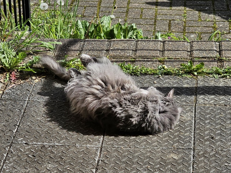 TC part 6.  The Furry Menace.