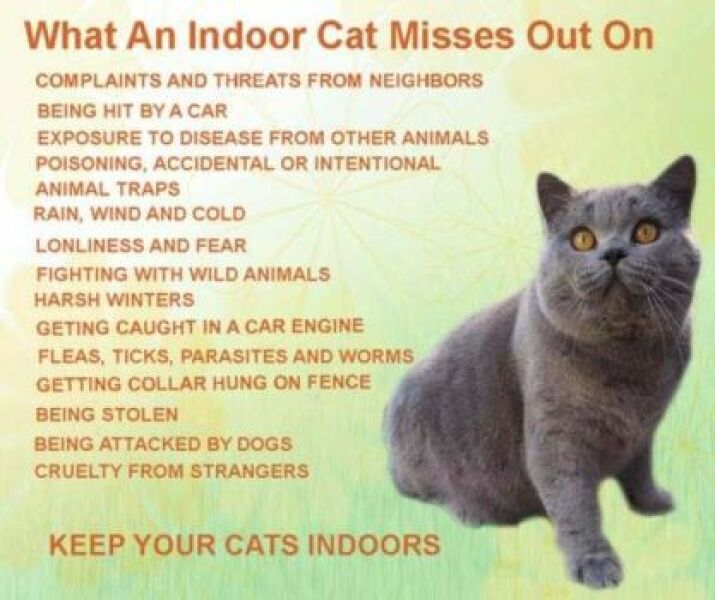 Is your cat an indoor or outdoor cat?