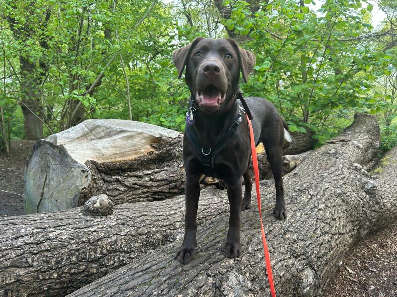 Any owners to share pros and cons of fox red Lab and King Charles spaniel?