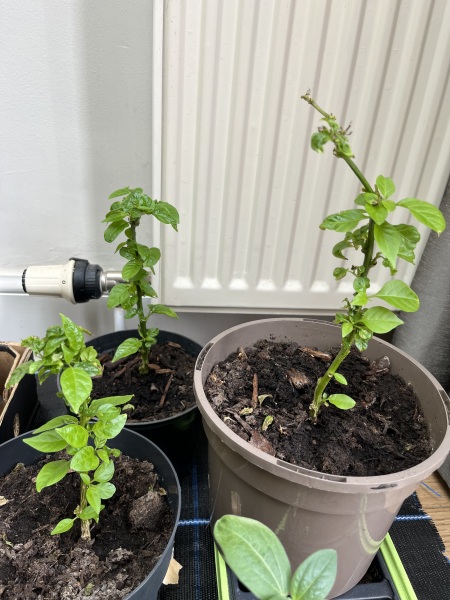 Chilli plants