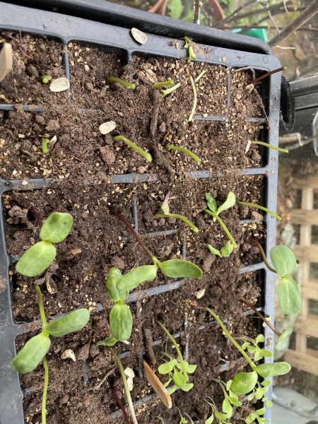 What have you done in the garden today Part 4 Spring 2024.