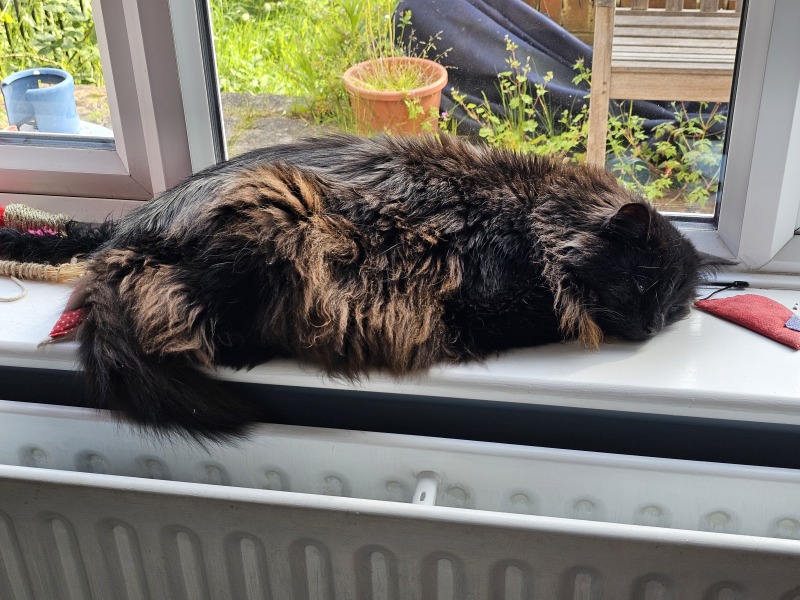 Machiavellian Misbehaviour- the Excellent Cats Deny Everything