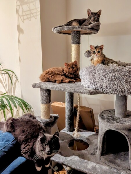 Is our kitten always going to be anti-social?
